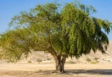 شجرة السدر تنمو في بيئة صحراوية ذات تربة جافة تحت سماء زرقاء صافية.
