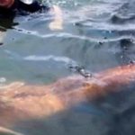 ظهور حورية البحر
