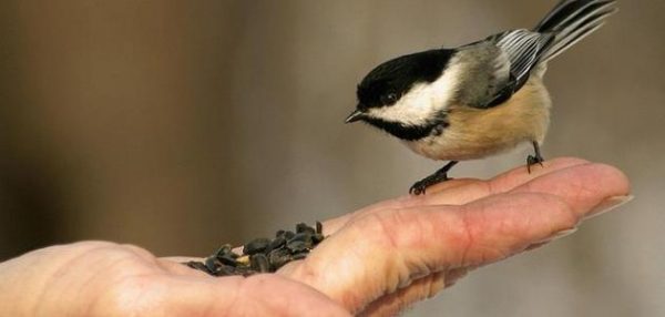 أقوال عن فعل الخير