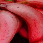 أين يوجد الموز الأحمر