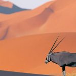 مراحل تطور الشعر العربي