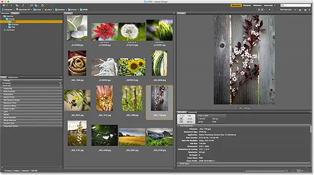 تعرض لوحة المحتوى مرة أخرى جميع الصور الموجودة في المجلد. صورة © 2015 Photoshop Essentials.com