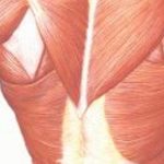 أعراض ضمور العضلات