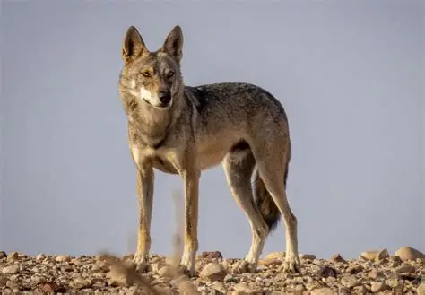 الذئب العربي