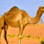 معلومات غريبة عن الجمل