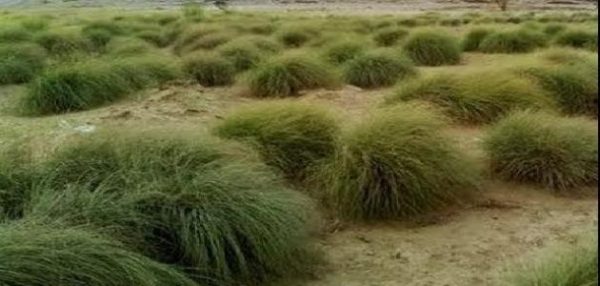 فوائد عشبة الحلفا بر