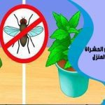 طرق للتخلص من الحشرات في المنزل
