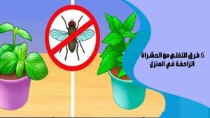 طرق للتخلص من الحشرات في المنزل