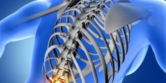 أين تقع الفقرات القطنية