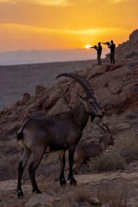 صيد الوعول