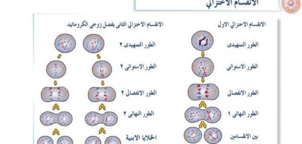 الانقسام الخلوي
